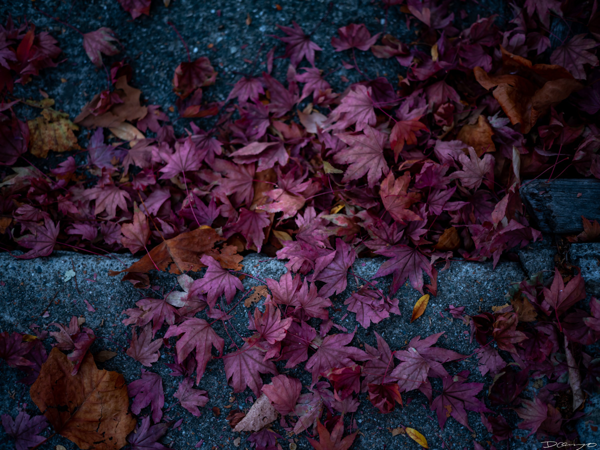 Pretty things that I wanted to take pictures of around Berkeley in 2023.